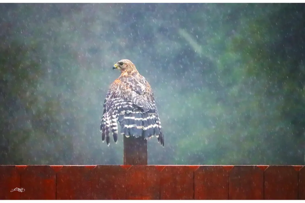 Back Feathers © by Laura M. Hernandez