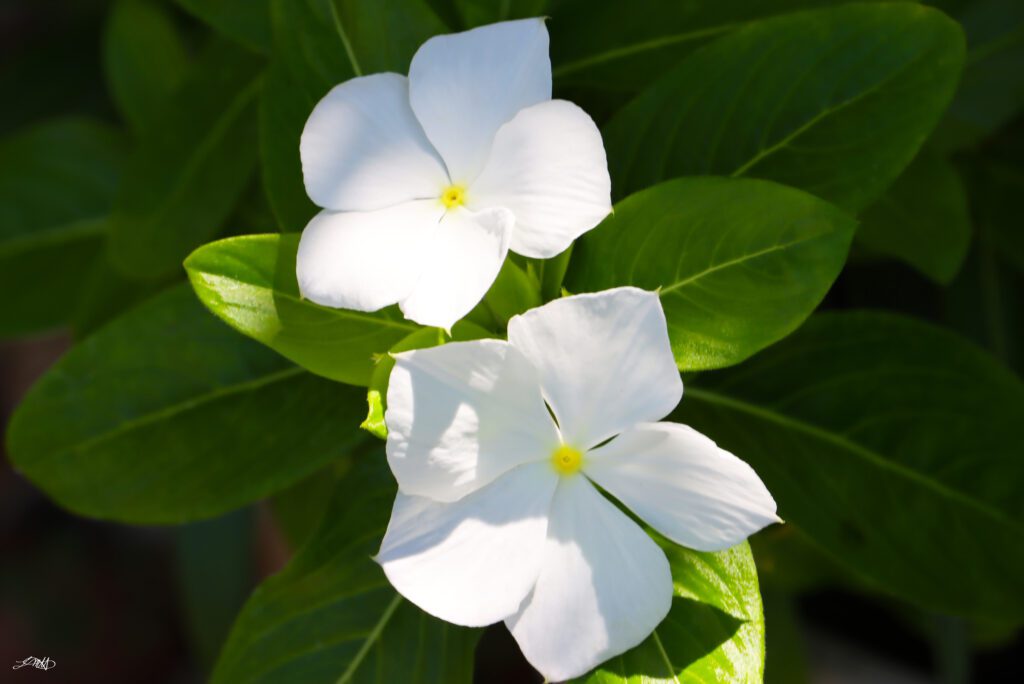White Flowers © by Laura M. Hernandez 